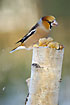 Hawfinch scrapping snow down from a dead birch log