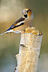 Hawfinch with seeds in the enormous bill