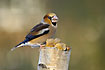 Hawfinch on old birch log with fungi