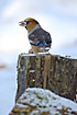 Hawfinch on log in snow