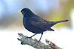 Attentive Blackbird