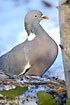 Common Wood Pigeon in snow