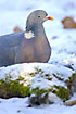 Common Wood Pigeon behind moss and snow covered log