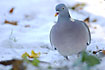Common Wood Pigeon close-up in the snow