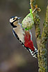 Great Spotted Woodpecker (female) on feeding ball flashing the reads