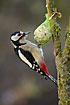 Great Spotted Woodpecker attracted by feeding ball