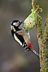 Great Spotted Woodpecker attracted by feeding ball in wintertime