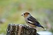 Hawfinch attracted by sunflower seeds on tree log
