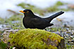Blackbird in snow and moss