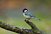Great Tit poses