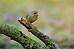 Greenfinch on lichen covered log