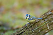 Blue Tit on piece of barch