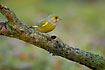 Greenfinch on lovely old log