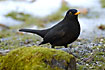 Blackbird among moss and snow