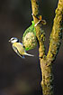 Blue Tit on feeding ball in late evening light