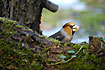 Hawfinch poping up the head