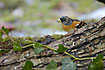 Brambling (male) behind Common Ivy
