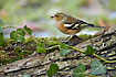 Chaffinch among Common Ivy