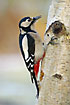 Great Spotted Woodpecker finding food on an old birch log