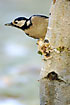 Great Spotted Woodpecker finding food on an old birch log