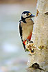 Great Spotted Woodpecker (female)finding food on an old birch log with snow in the background