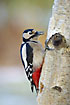 Great Spotted Woodpecker (female) finding food on an old birch log with snow in the background