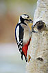 Great Spotted Woodpecker finding food with the tongue in an old birch log