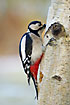 Woodpecker banging away