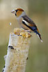 Hawfinch cracking sunflower seed with its huge bill