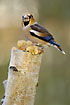 Impressive Hawfinch - male