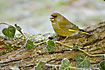 Greenfinch at frostfilled poison-ivy leaves