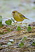 Greenfinch at frost filled leaves of poison ivy
