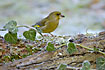 Greenfinch at frostfilled leaves