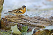 Brambling in frosty conditions