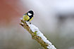 Great Tit on snow covered log