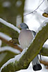 Wood Pigeon on snow covered logs