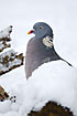 Wood Pigeon behind pile of snow