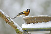 Brambling at the feeding station in the cold