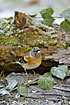 Brambling in the cold