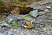 Brambling attracted by sunflower seeds in the cold winter
