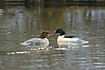 A couple of goosanders swimming in the icefree river