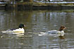 A couple of goosanders in the ice free river