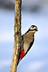 Great Spotted Woodpecker in snowy landscape