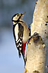 Great Spotted Woodpecker on birch in snowy landscape