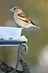 Hawfinch female at a feeding station