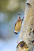 Nuthatch showing its ability to climb vertically down a log surface