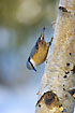 Nuthatch showing its ability to vertically climp down logs