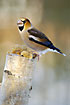 Male Hawfinch on fungus covered birch log