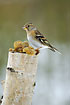 Brambling with a sunflower seed in the bill