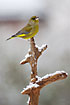 Greenfinch in falling snow